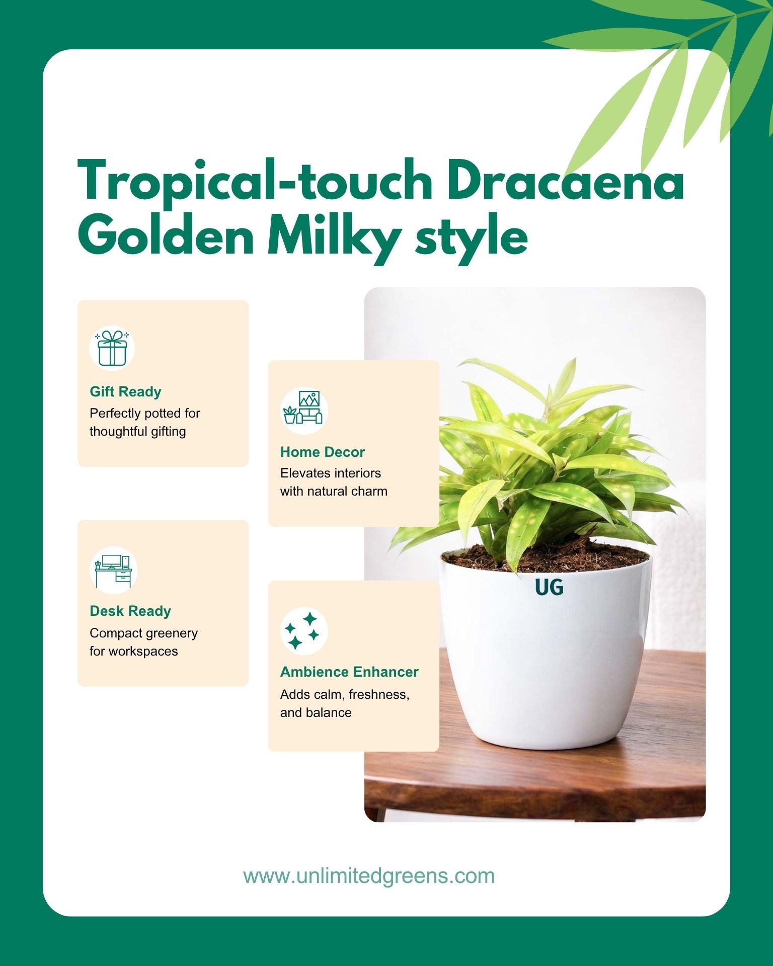 Dracaena Milky Plant