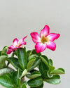 Buy Adenium plant online at lowest price