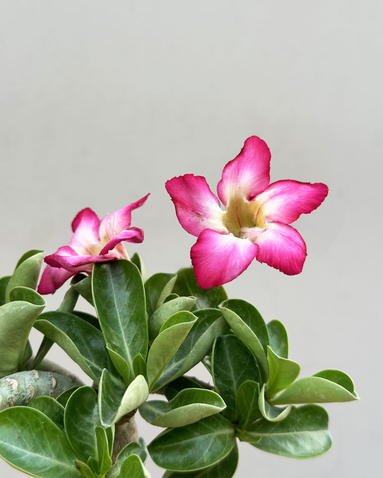 Buy Adenium plant online at lowest price