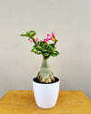 Buy Adenium Plant online in Delhi- All over India Delivery