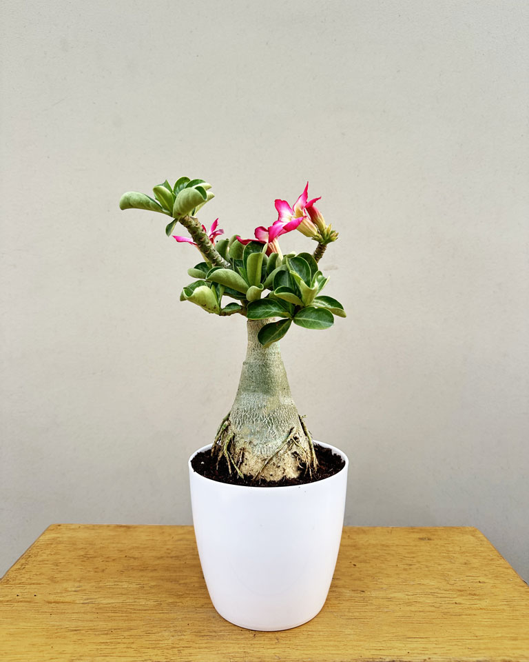 Buy Adenium Plant online in Delhi- All over India Delivery