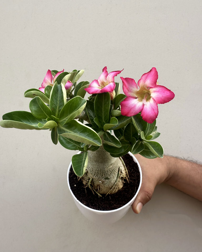 Adenium Care - Online plant in Bangalore