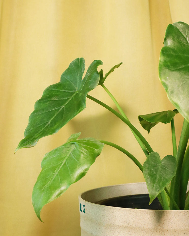 Buy Indoor plant