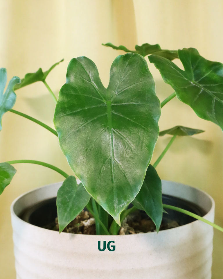 Alocasia Wentii Plant (Alocasia wentii)