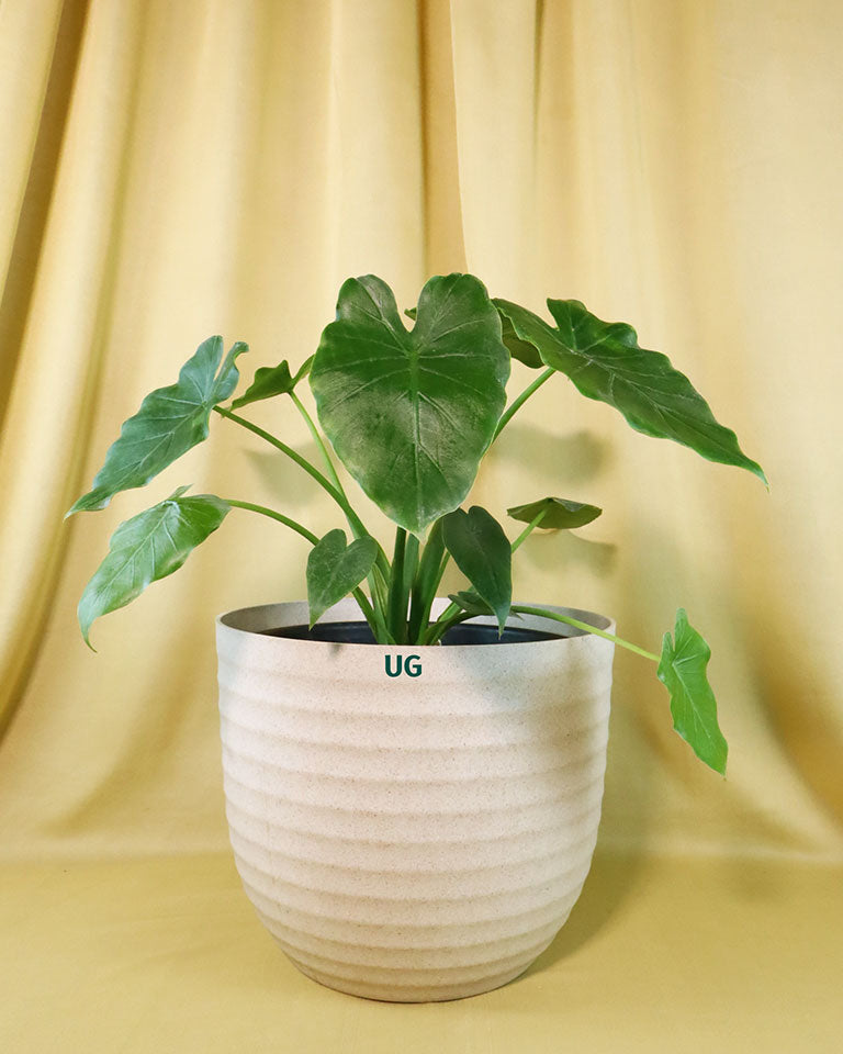 Indoor plants