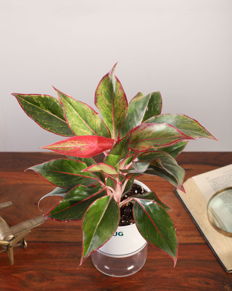 aglaonema lipstik Buy Aglaonema Lipstick In Self Watering Pot at The Lowest Price- Unlimited Greens – unlimitedgreens