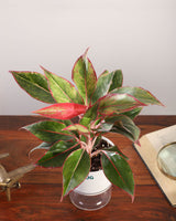 buy aglaonema indoor plant