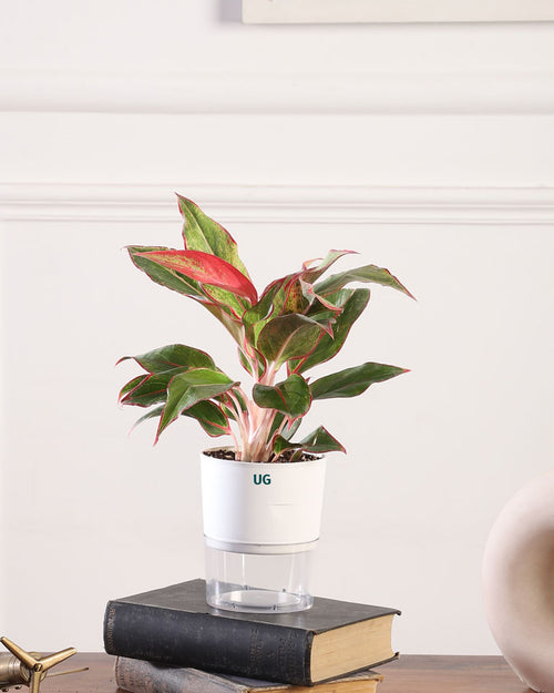 Aglaonema Lipstick In Self Watering Pot