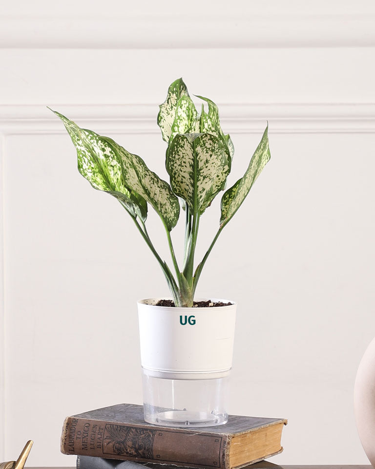 Online Plant Aglaonema snow white in India