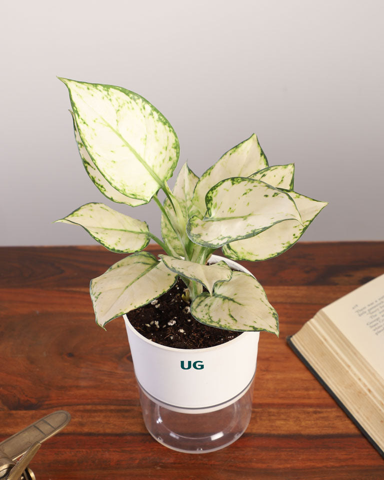 aglaonema super white for sale Shop Aglaonema Super White In Self Watering Pot in a Lowest Price- Unlimited Greens – unlimitedgreens