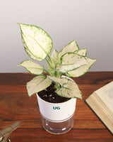 Online Plant shop In Delhi