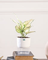 buy plants from online shop