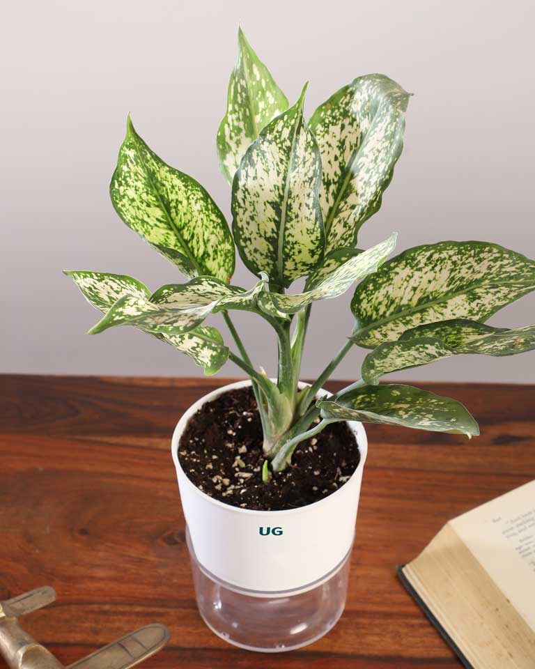 Shop plant in Mumbai