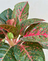 aglaonema plant care