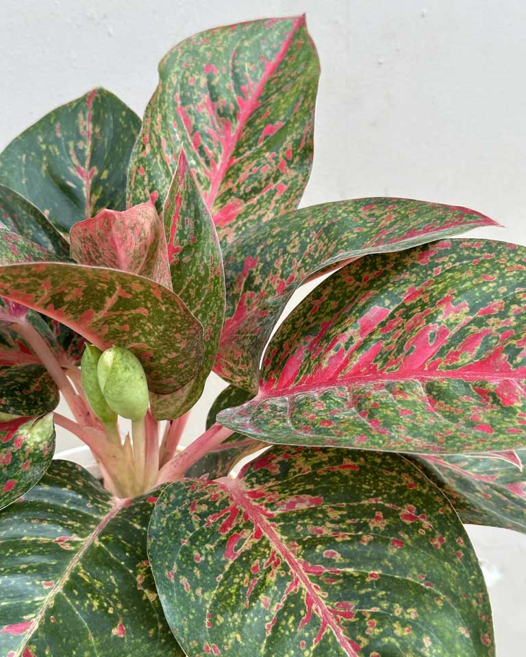 aglaonema plant care