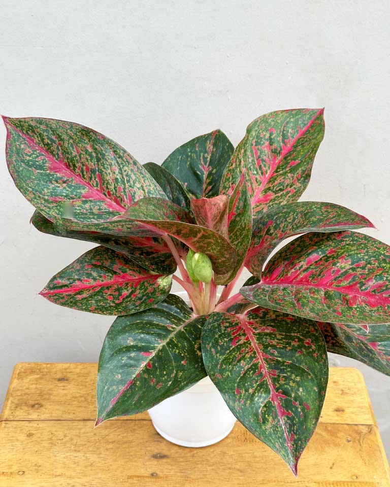 aglaonema stardust Shop Aglaonema Stardust Online at Lowest Price- Unlimited Greens – unlimitedgreens
