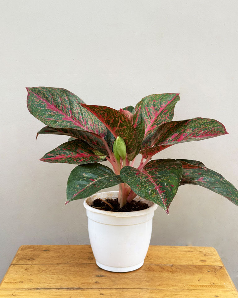 buy aglaonema plant online in Delhi NCR