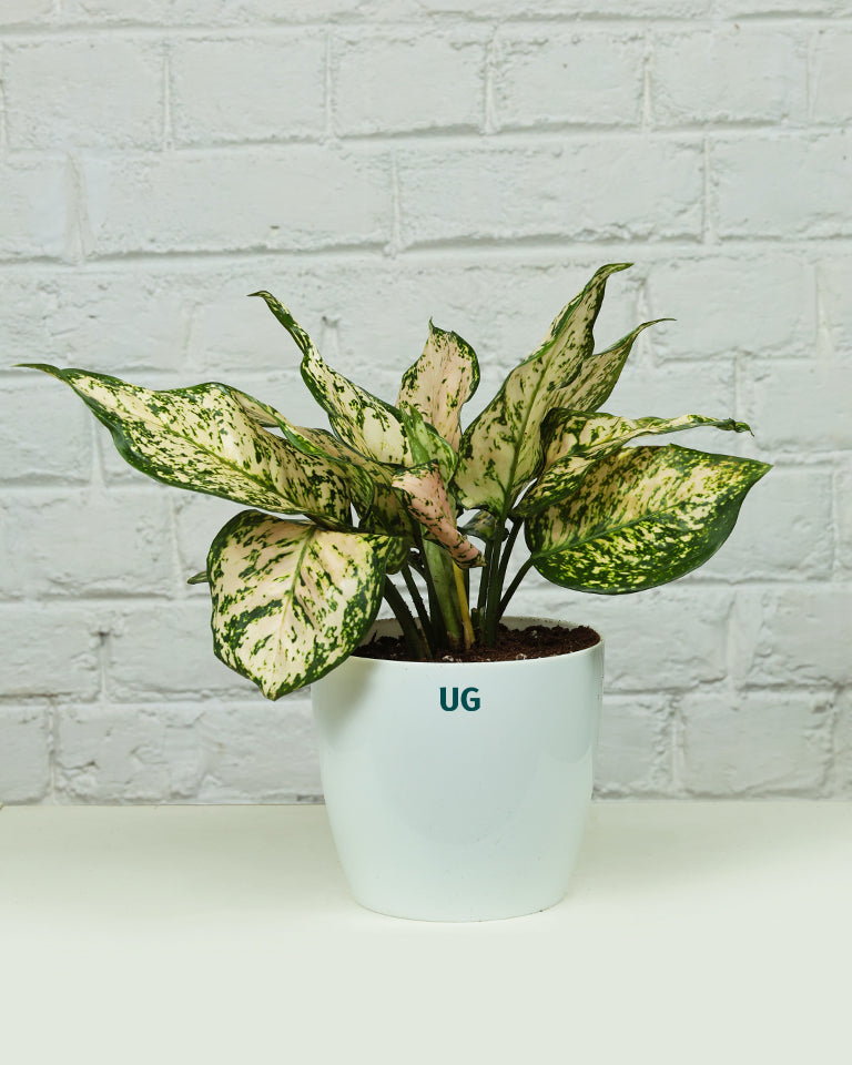 Aglaonema White Anjuman