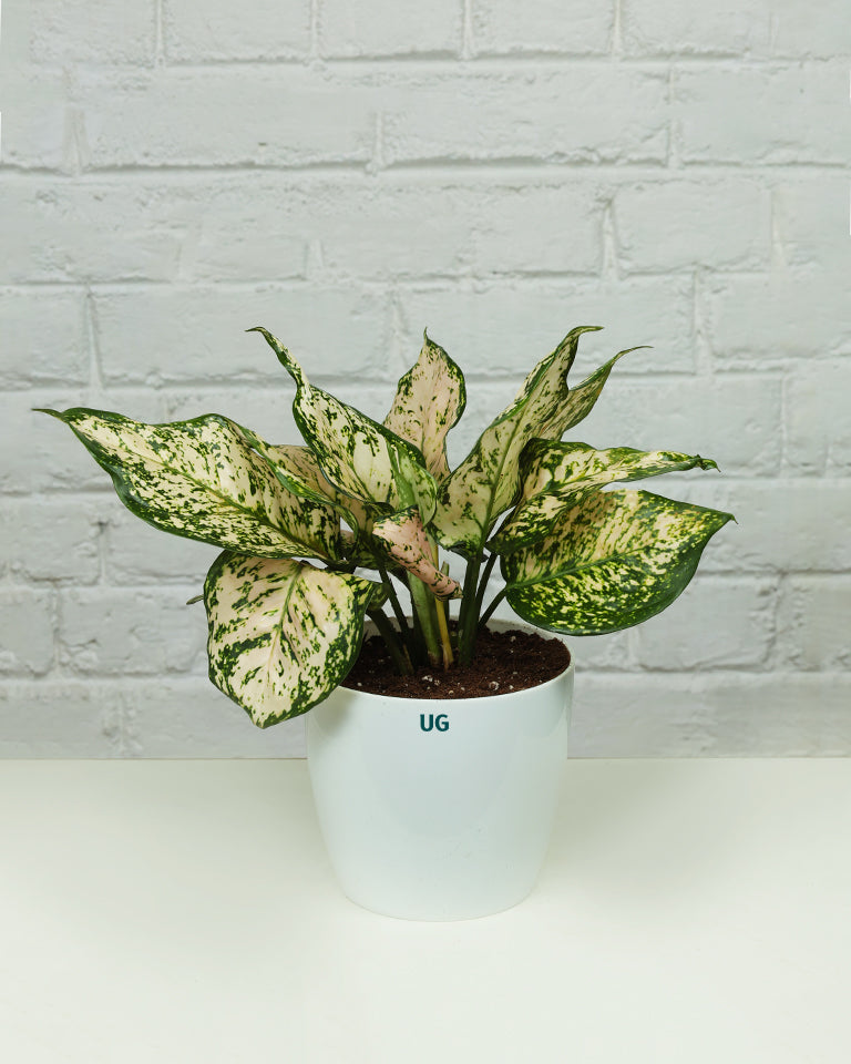 Aglaonema White Anjuman