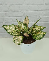 Aglaonema White Anjuman