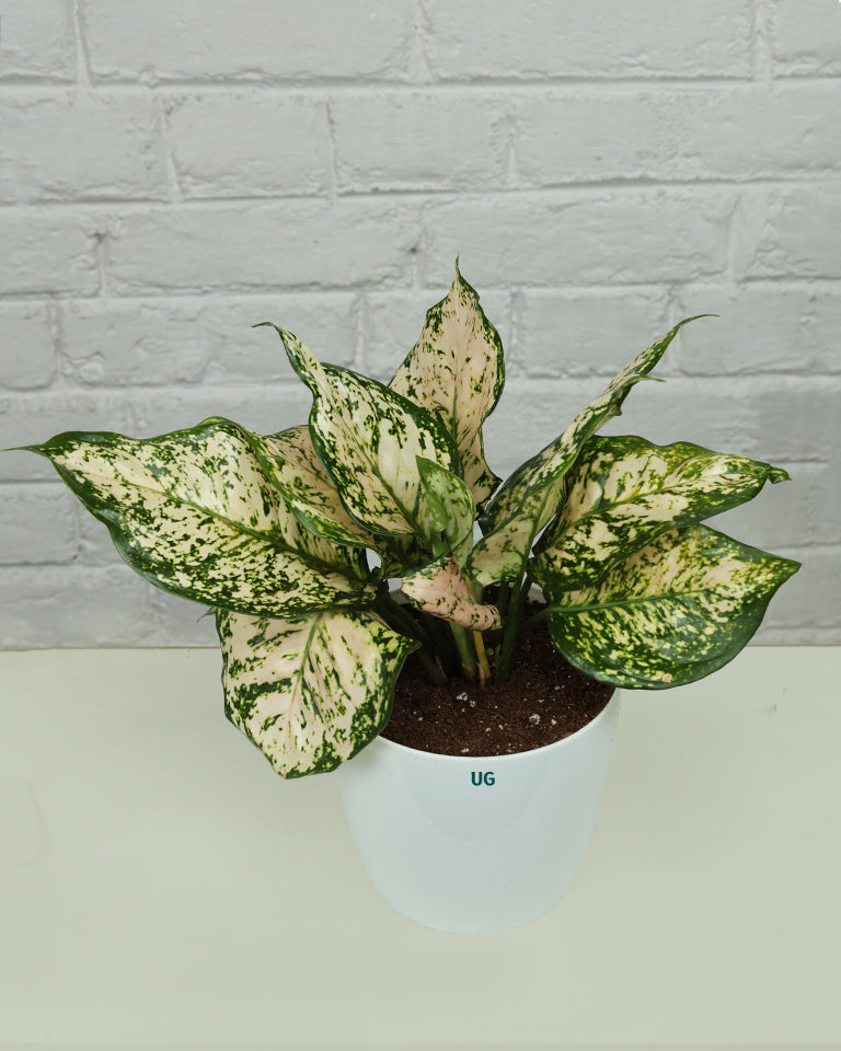 Aglaonema White Anjuman
