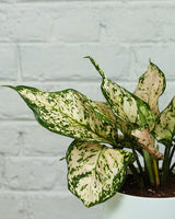 Aglaonema White Anjuman