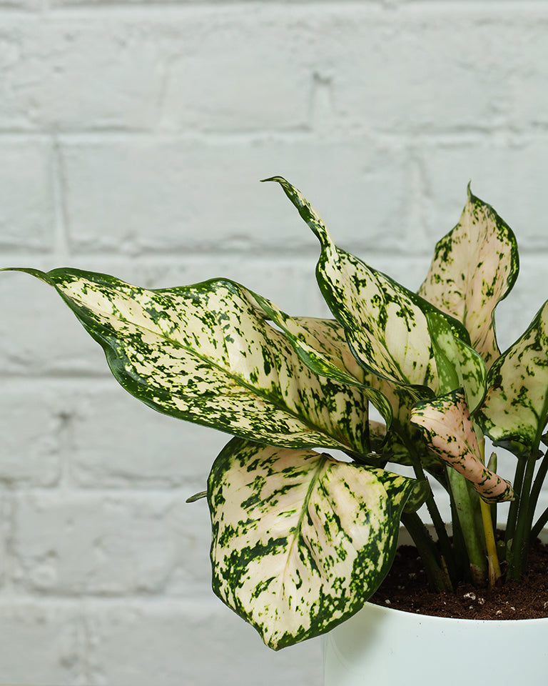 Aglaonema White Anjuman