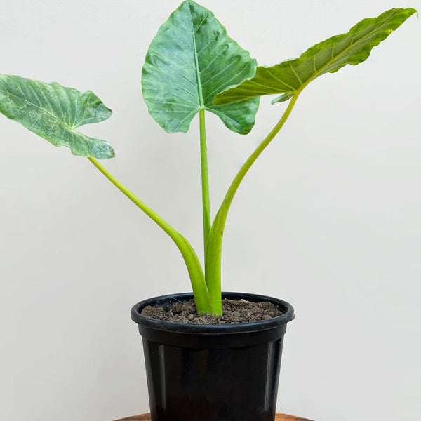 Alocasia Giant Taro Plant | Online Plants at Lowest Price | Unlimited ...