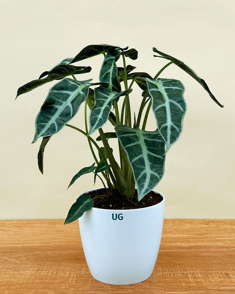 Alocasia Polly Plant