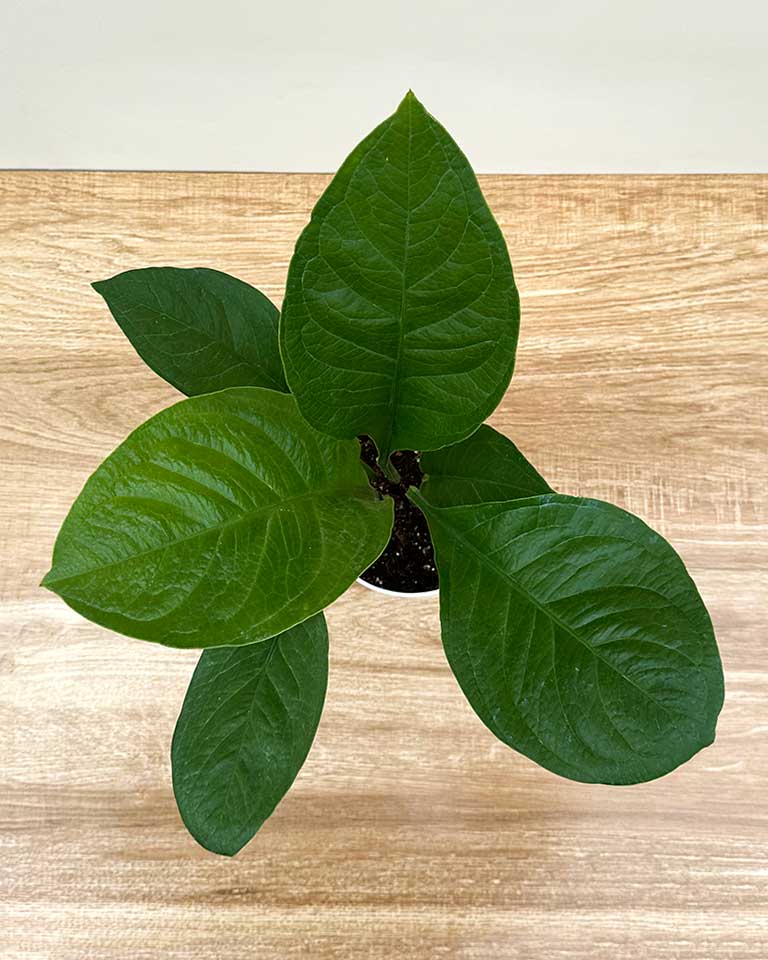 online Anthurium online