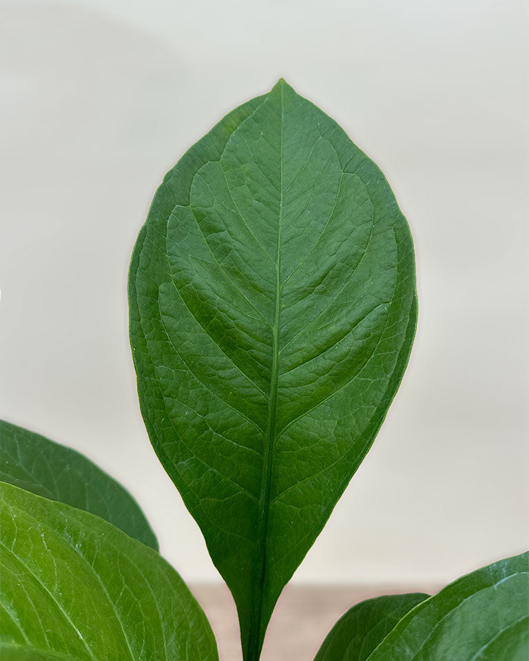 Online Anthurium Plant