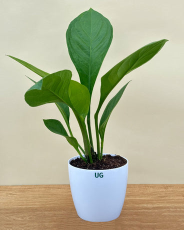 Shop 200+ Air Purifying Plants at The Lowest Price- Unlimited Greens   tagged "Air Purifying Plants"  unlimitedgreens