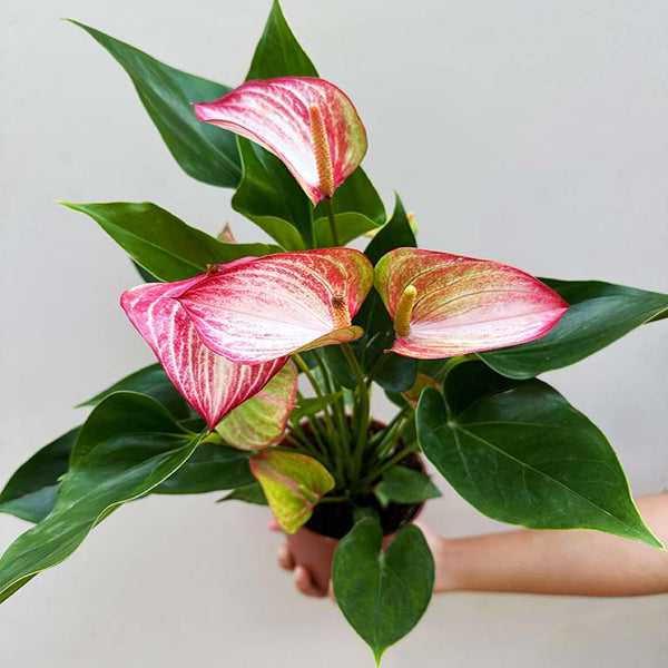 Buy Anthurium Plant (Tricolor) Plant online | Unlimited Greens ...