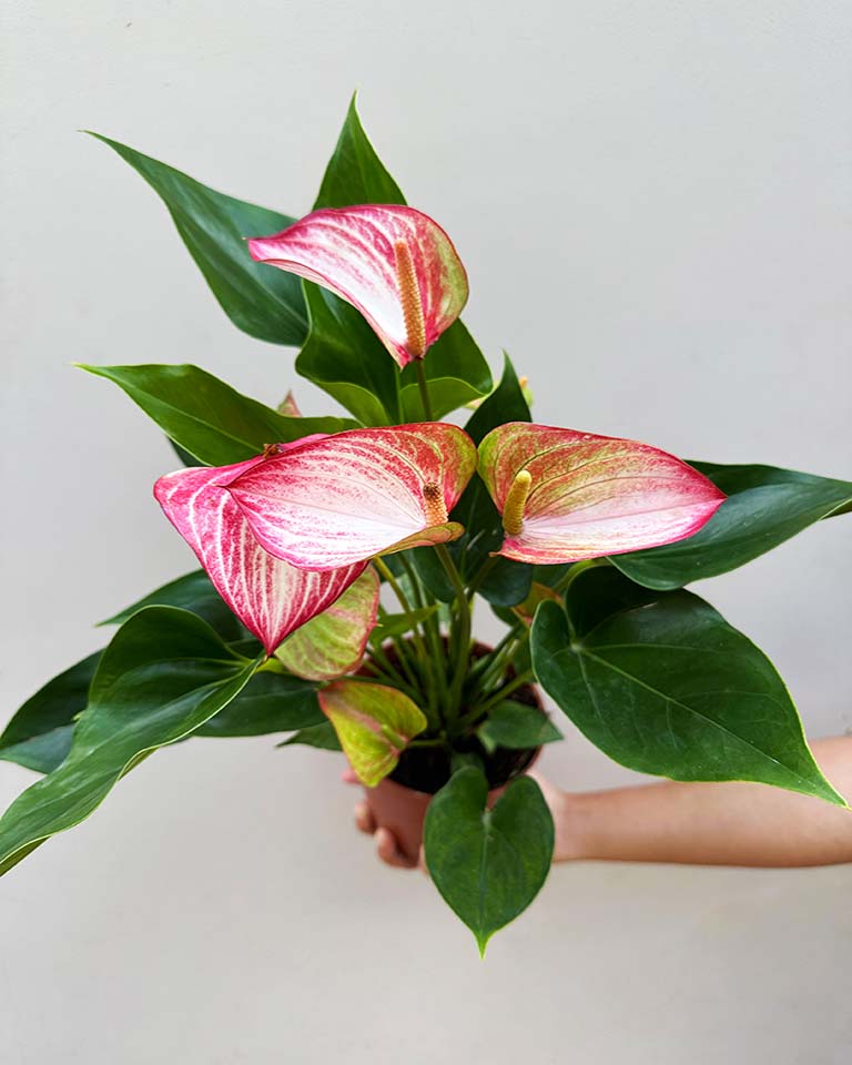 Anthurium Plant