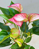 Anthurium Plant