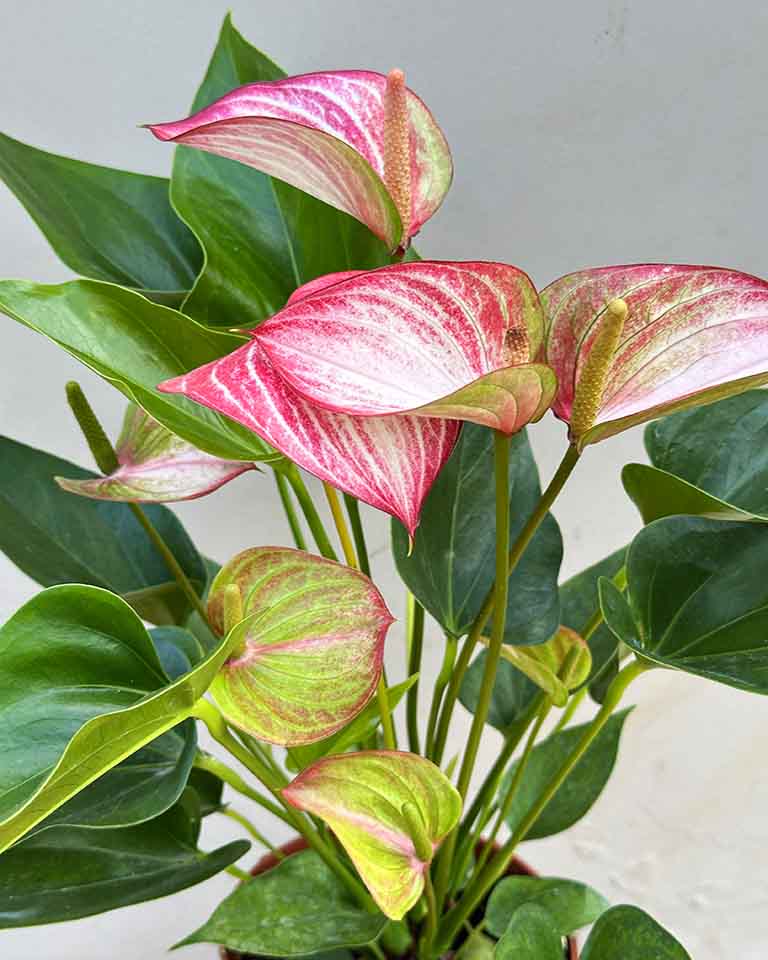 Anthurium Plant
