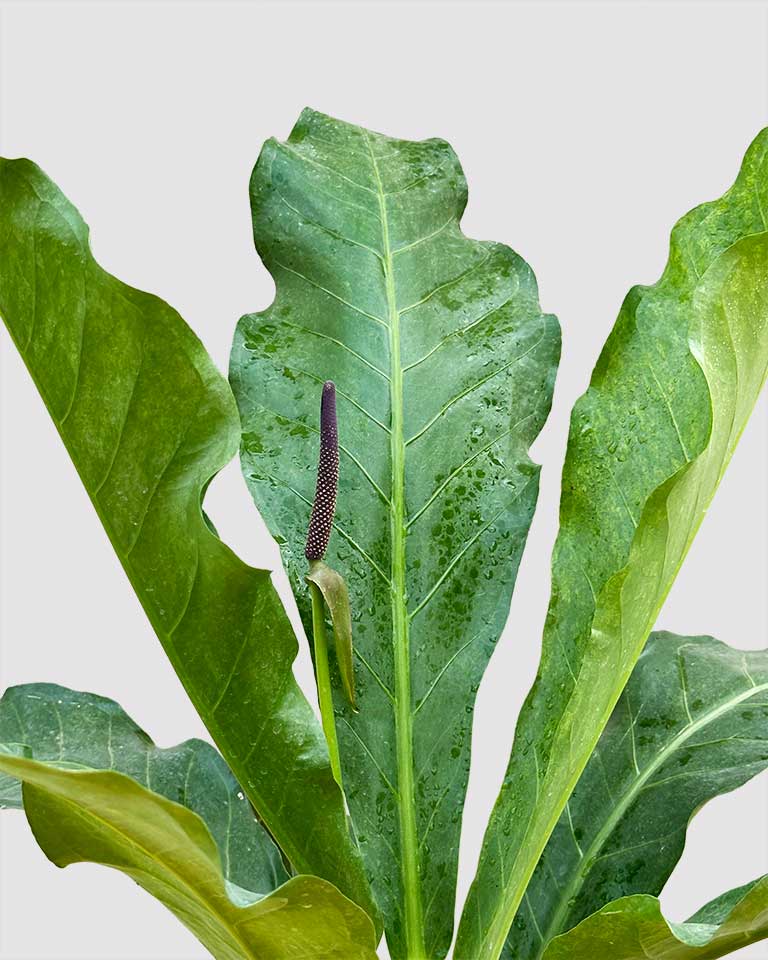 Anthurium Hookeri Plant