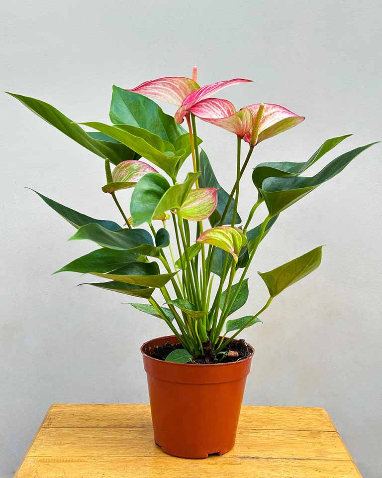Anthurium Plant