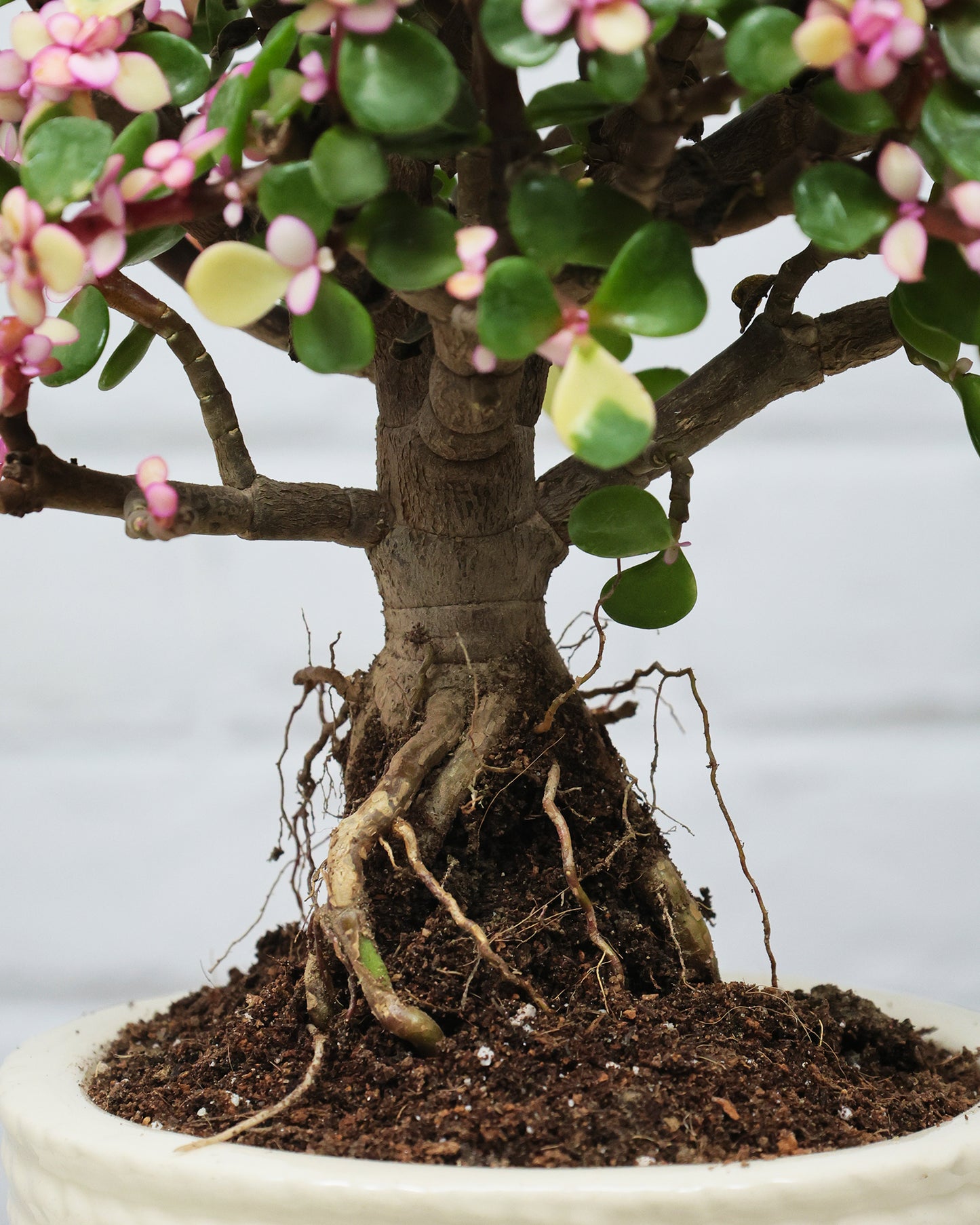 Portulacaria afra Plant