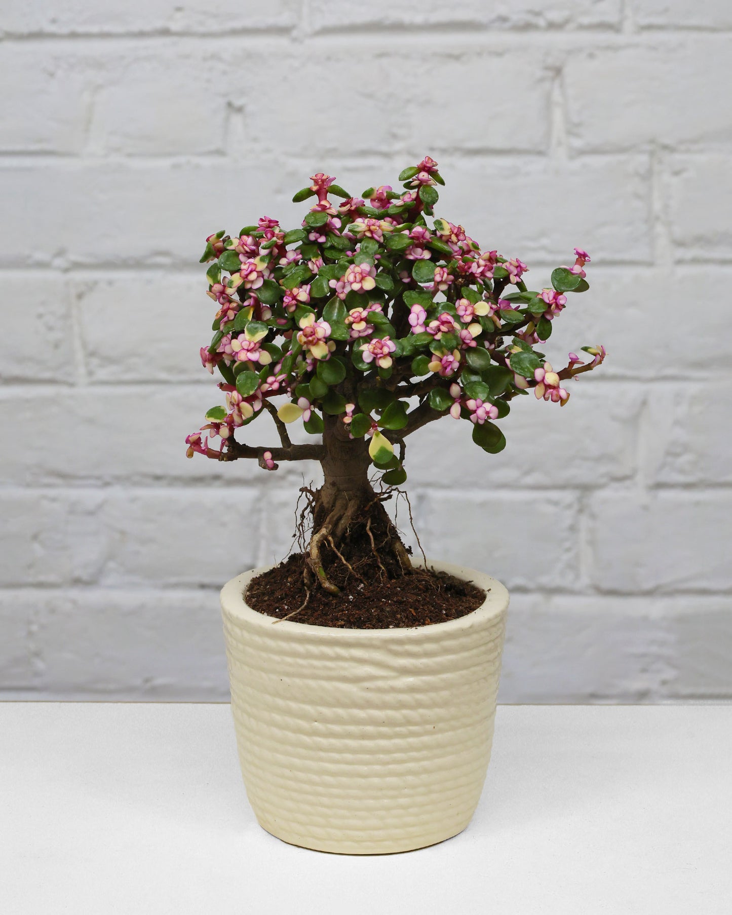 Portulacaria afra Plant