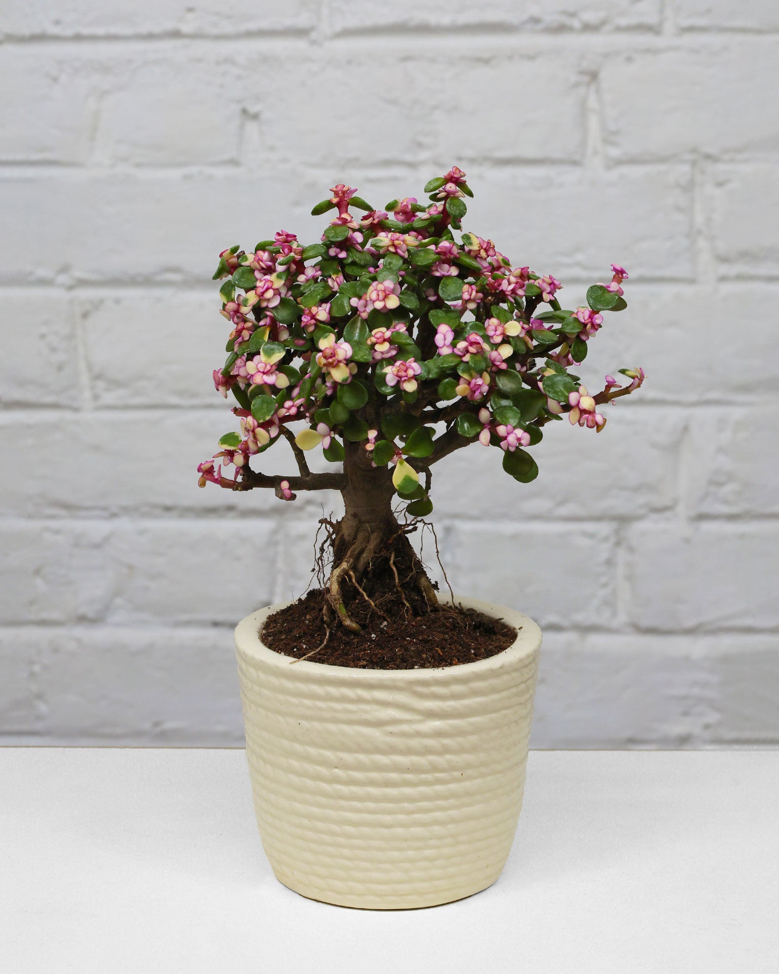 Portulacaria afra Plant