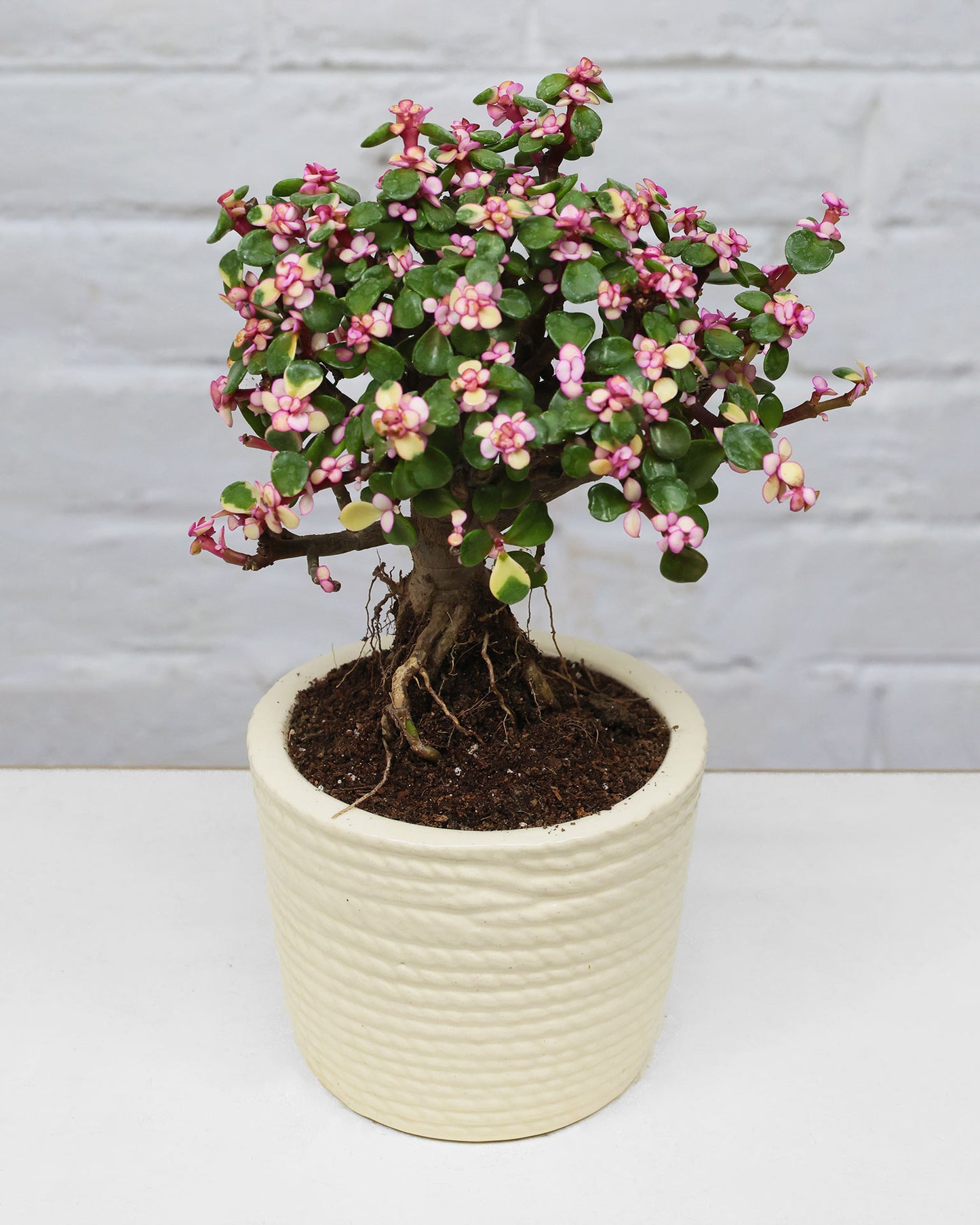 Portulacaria afra Plant