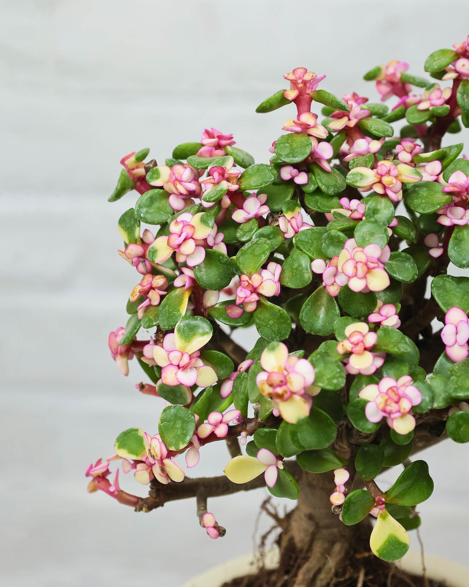 Portulacaria afra Plant
