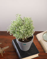 Buy plants in india