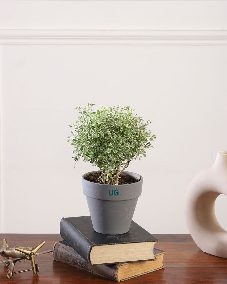 buy plants in India