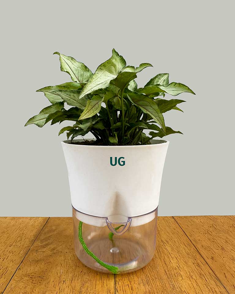 Syngonium Arrowhead in Self-Watering Planter
