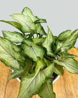 Syngonium Arrowhead in Self-Watering Planter