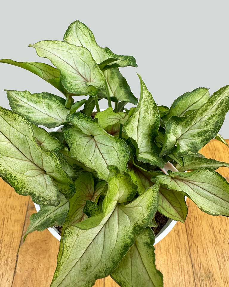 Syngonium Arrowhead in Self-Watering Planter