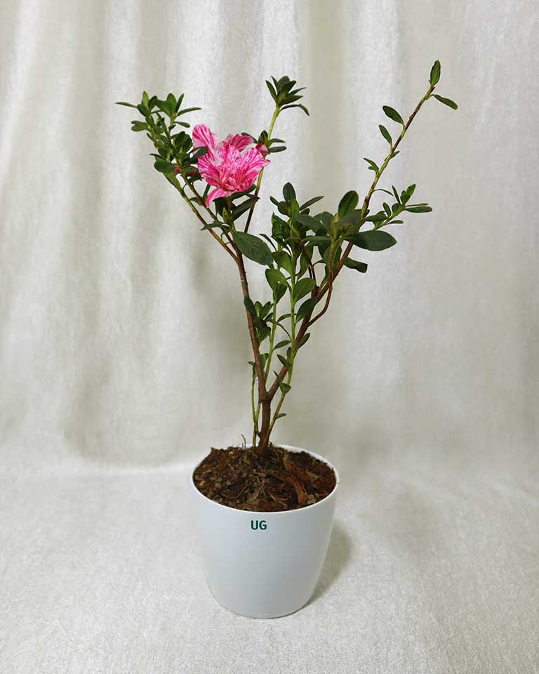 Azalea Dwarf Plant