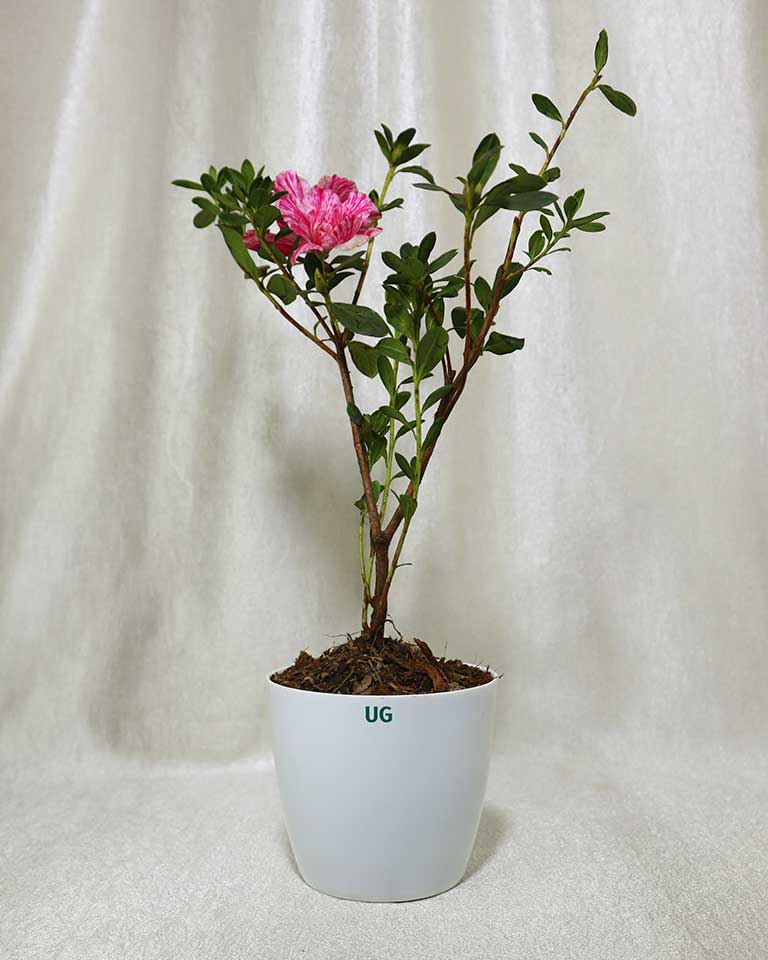 Azalea Dwarf Plant